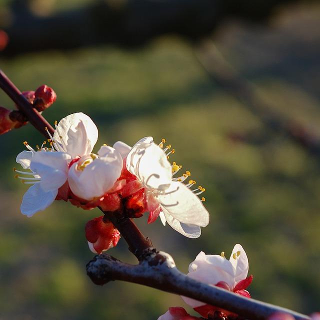 cherry-blossoms-g3f68cfcd8_640