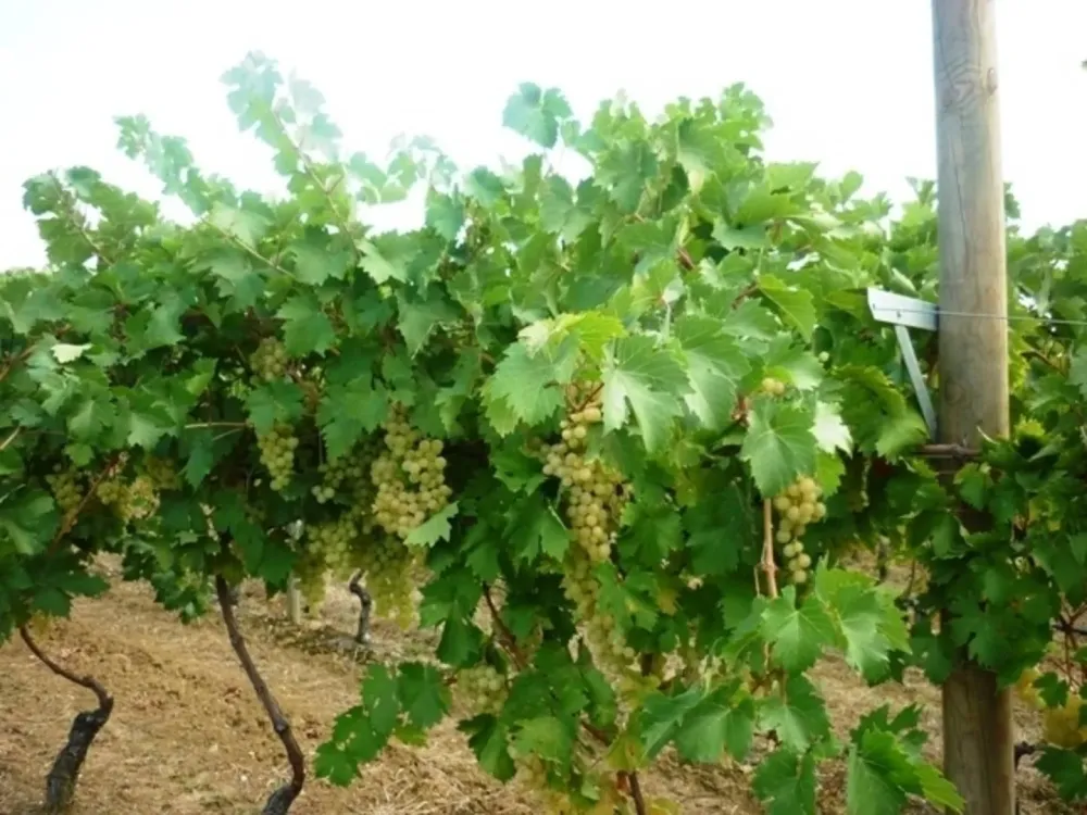 exemple-installation-agricole.jpg
