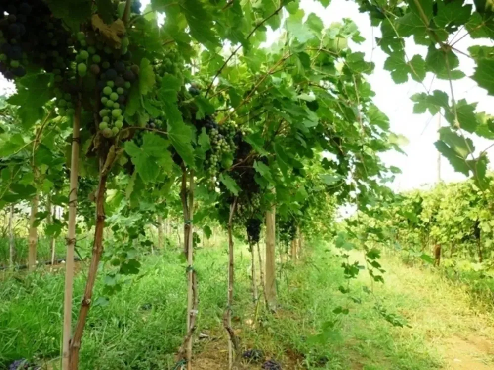 realisation-agricole-lot-et-garonne.jpg