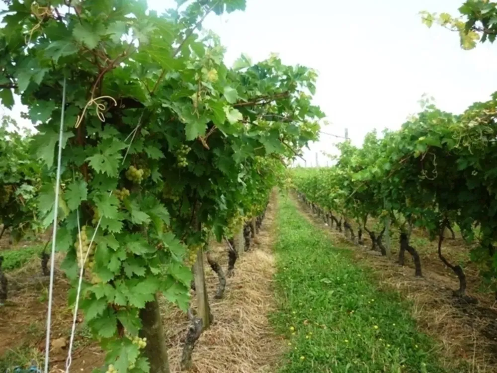 realisation-culture-agricole-lot-et-garonne.jpg