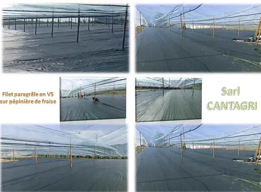 pépinière fraise en V5