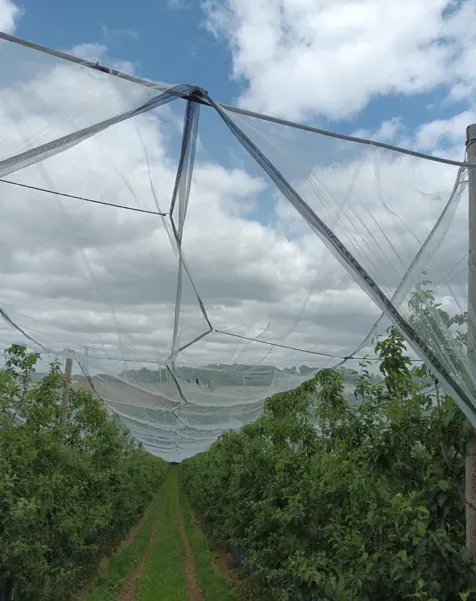 fermeture paragrêle en croisé