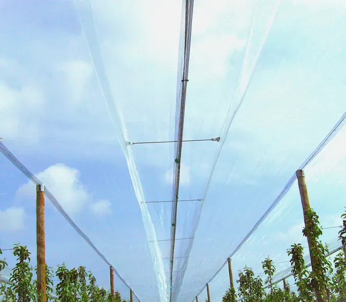 filet paragrêle en V5