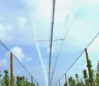 filet paragrêle en V5