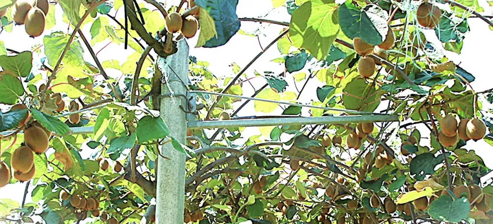 Capture d'écran 2025-11-12 101703webp