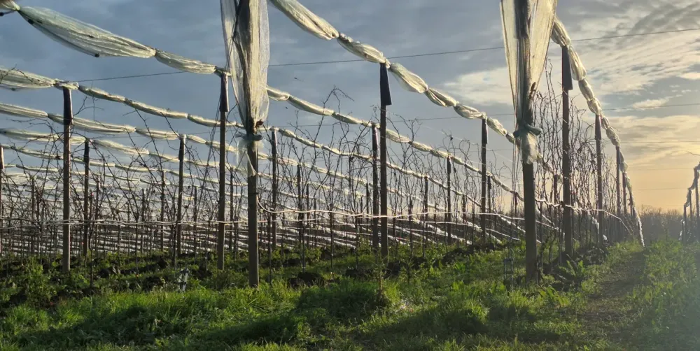 filet paragrêle en lot et garonne