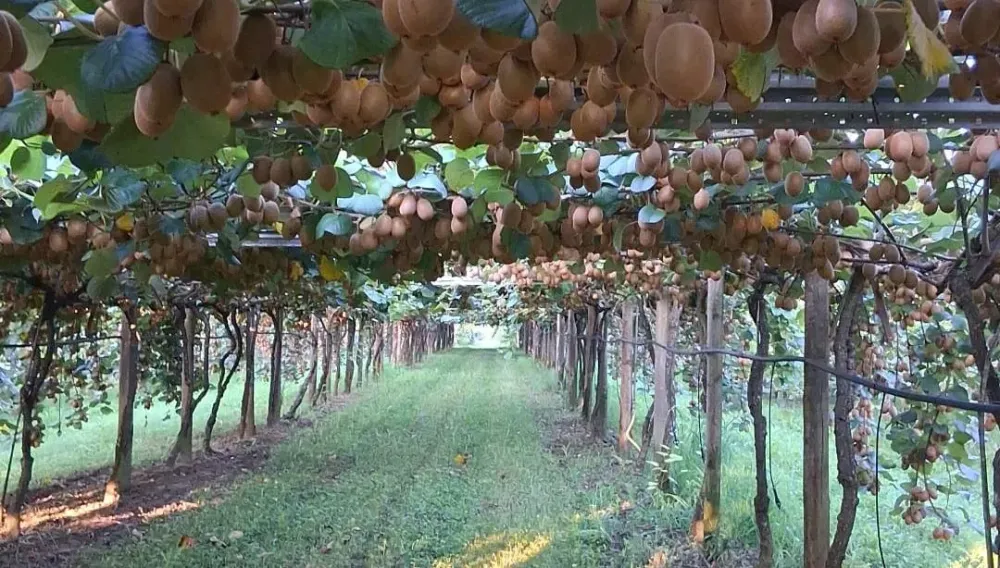 PROTECTION DES CULTURES · KIWI EN PERGOLA